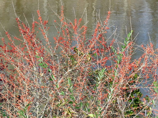 {Ilex decidua}